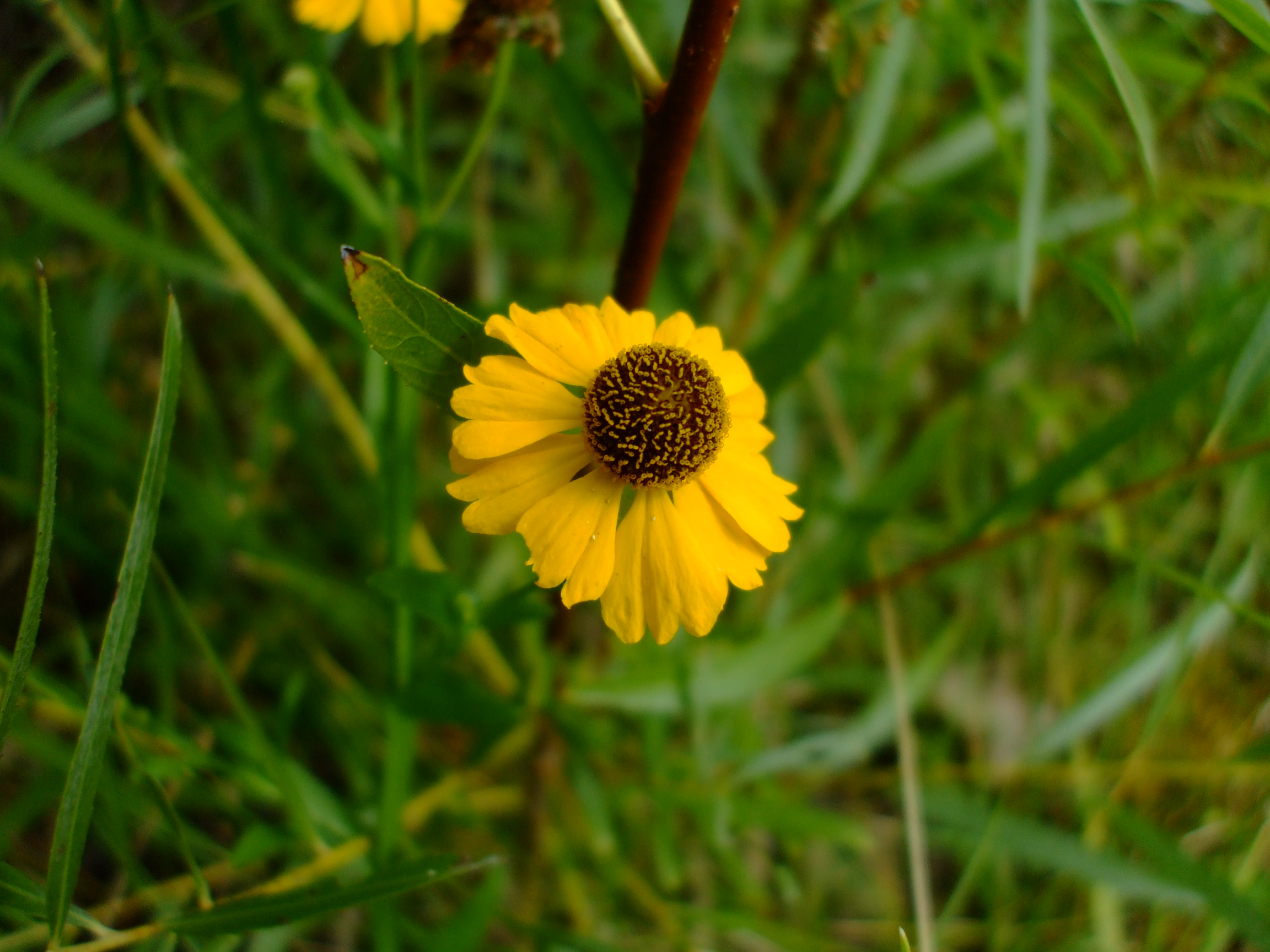Helenium flexuosum